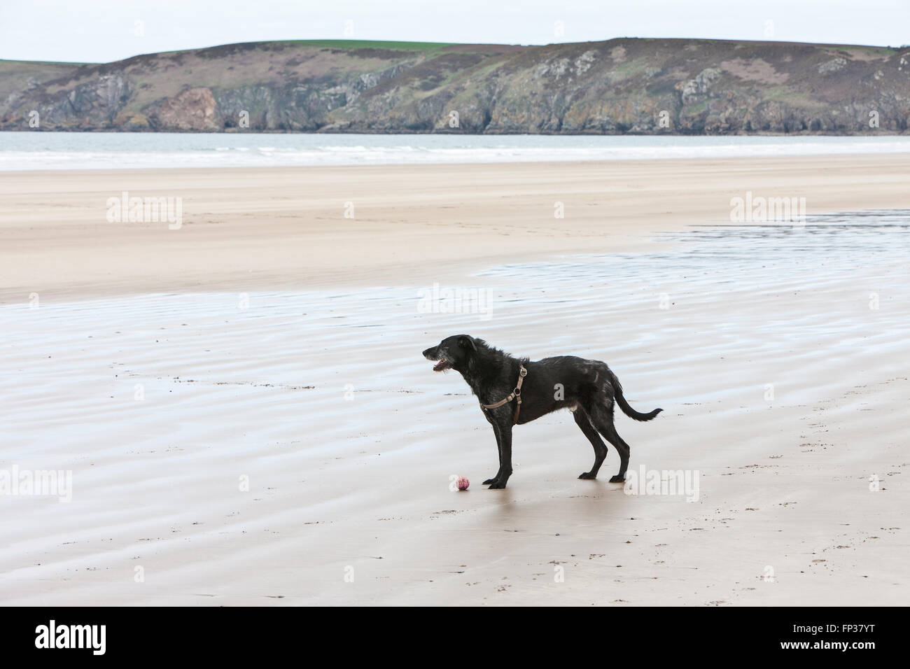 Cane,(il mio cane ben,nero Lurcher,) con la sua palla sulla tranquilla fuori stagione Newgale spiaggia lungo Il Pembrokeshire Coast Path vicino a St David's. Il Galles ha ora un sentiero costiero per tutta la lunghezza del suo litorale. West Wales, Regno Unito L'Europa. Marzo. Foto Foto Stock