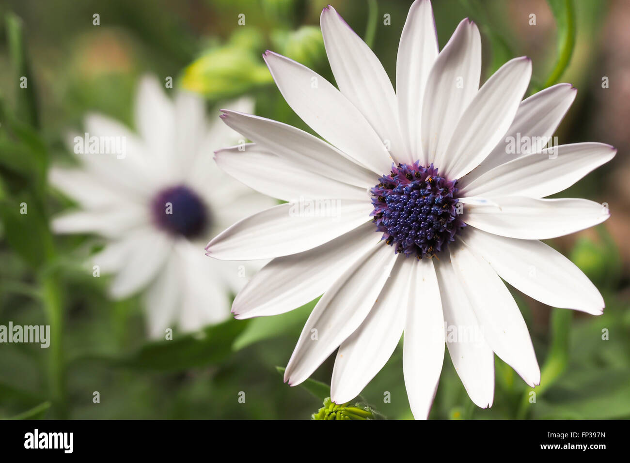 Daisy Fiori Bianco e viola Foto Stock