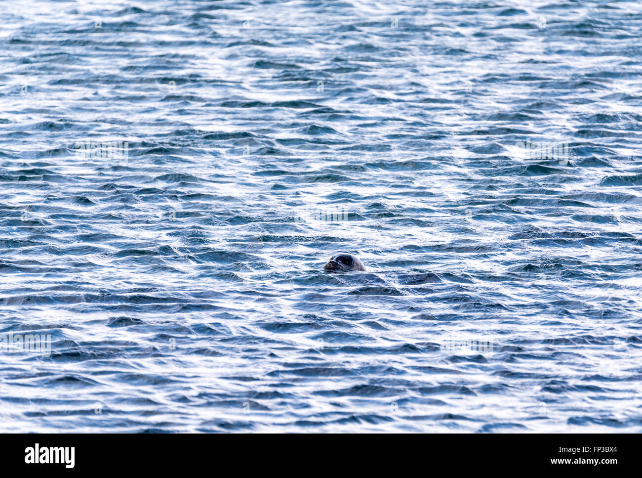 Guarnizione comune di nuoto nel freddo nelle acque islandesi Foto Stock