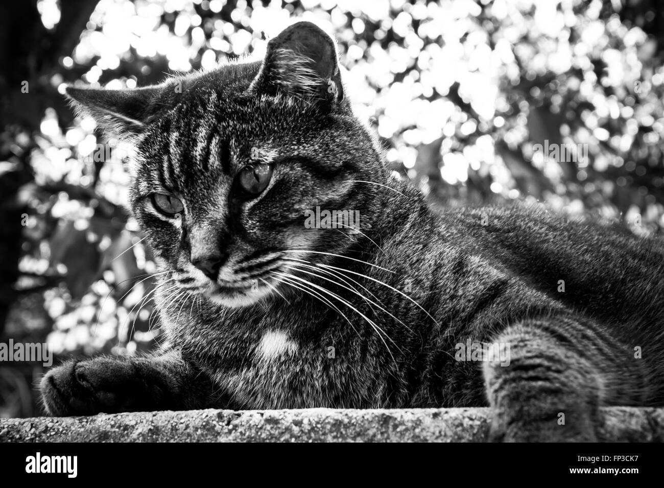 Cat osservando la natura in estate Foto Stock