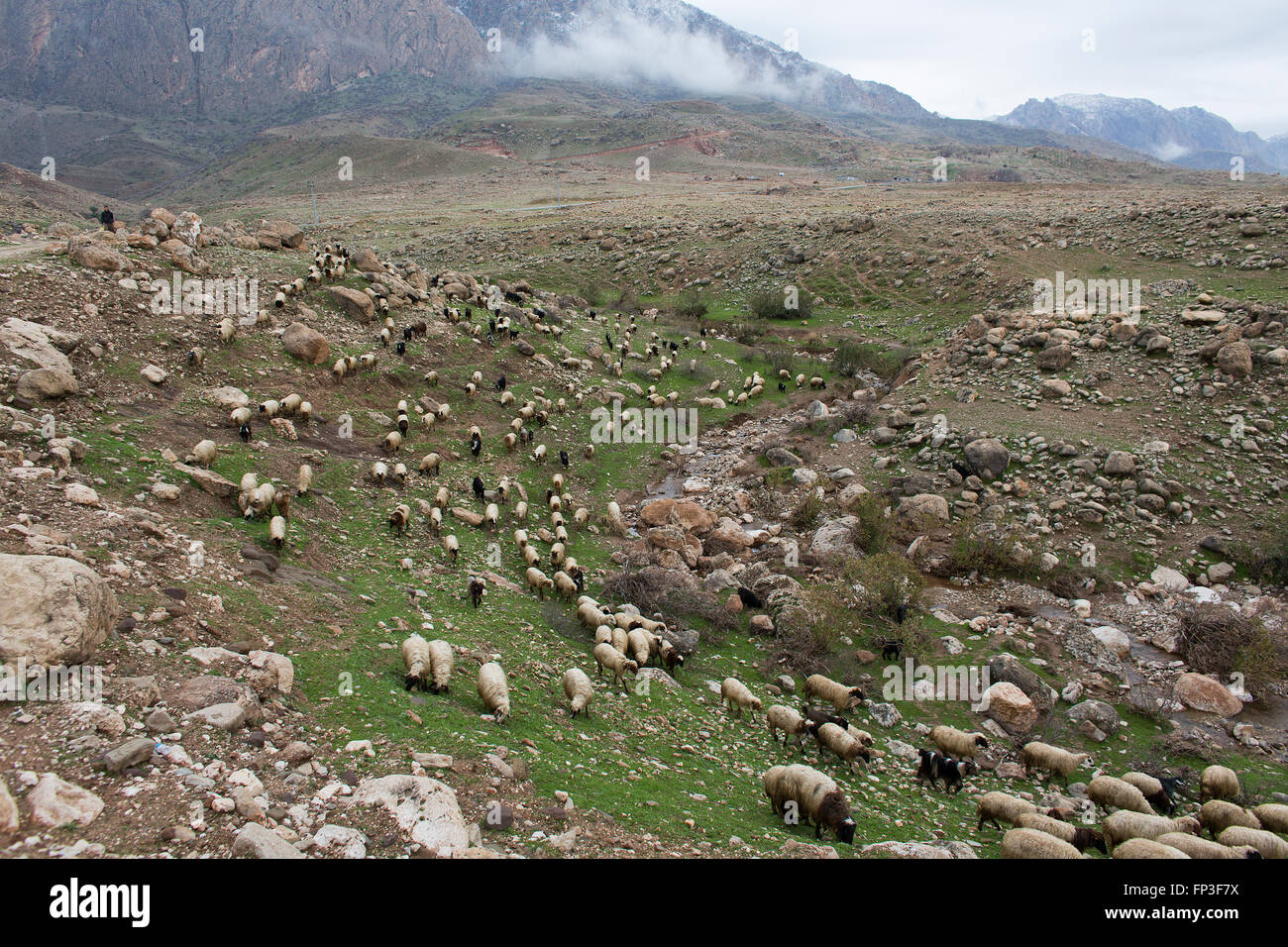 Pecore pastore nel nord Iraq Foto Stock