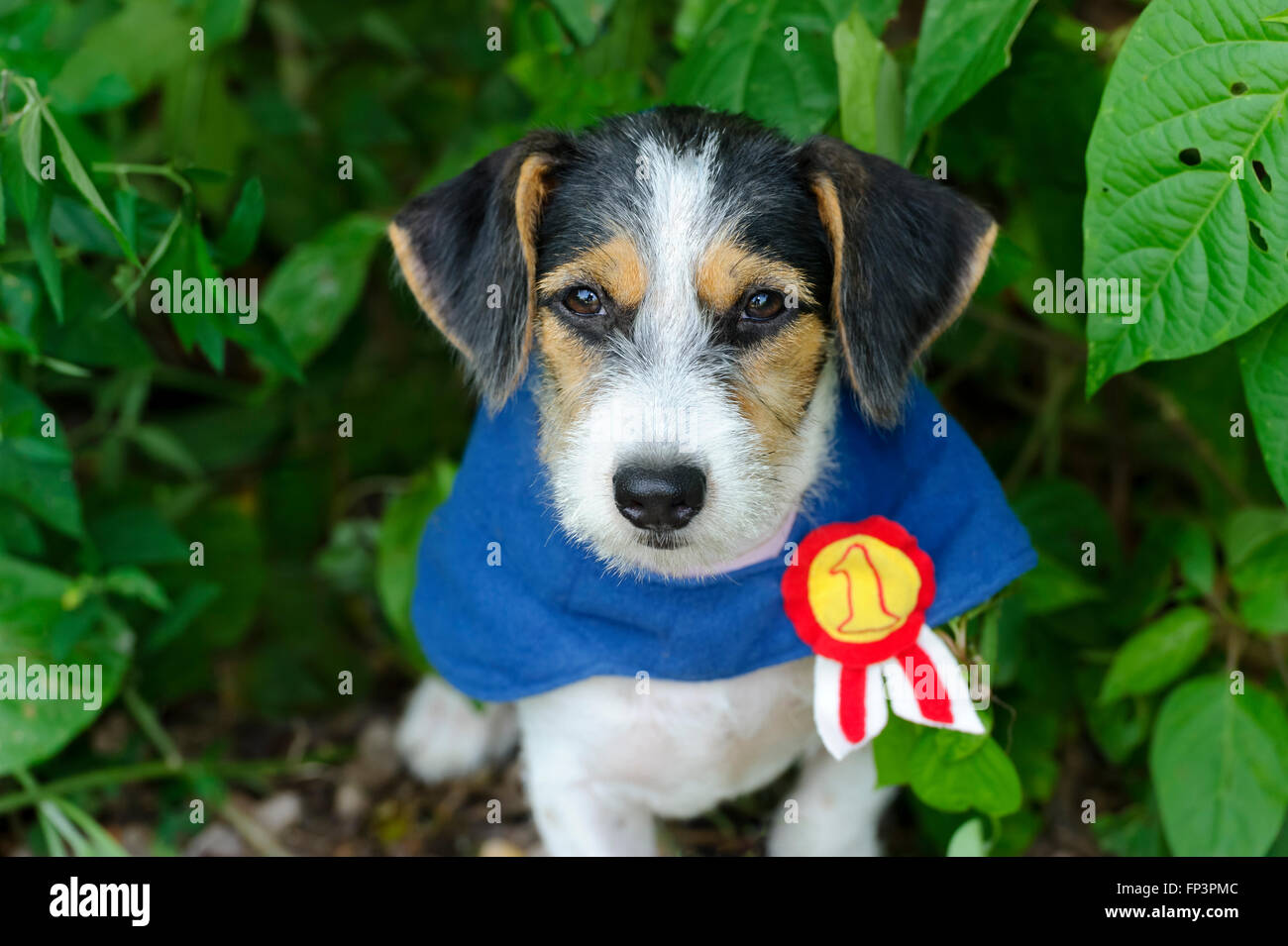 Carino dig è un adorabile marrone e bianco cucciolo di cane seduto in natura con la sensazione che il numero uno. Foto Stock