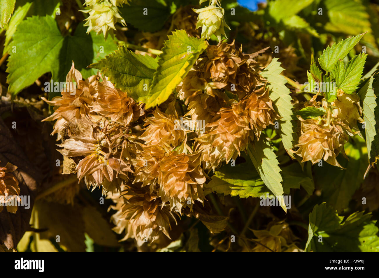 Fiori di luppolo su un vitigno è pronta per il raccolto Foto Stock