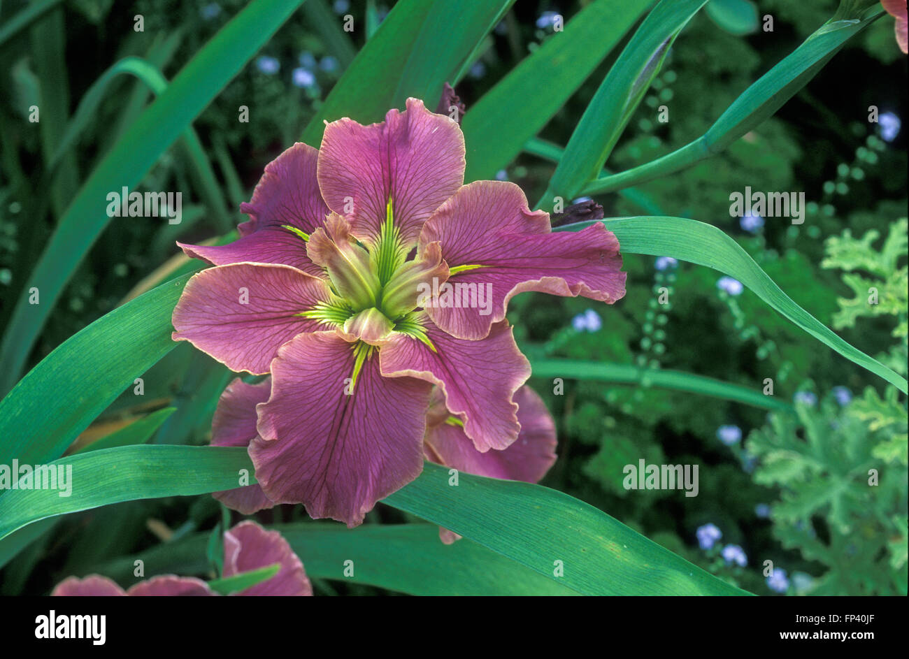 IRIS " meraviglia naturale' (A LOUISIANA IRIS) Blue Mountains, NSW Foto Stock