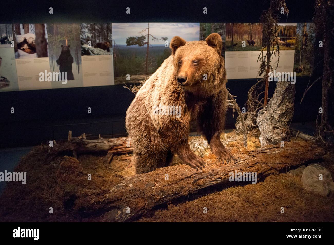 Museo Arktikum Lappland Rovaniemi Finlandia Europa. Bear instalation. Arktikum a Rovaniemi è un museo, science center, attracti Foto Stock