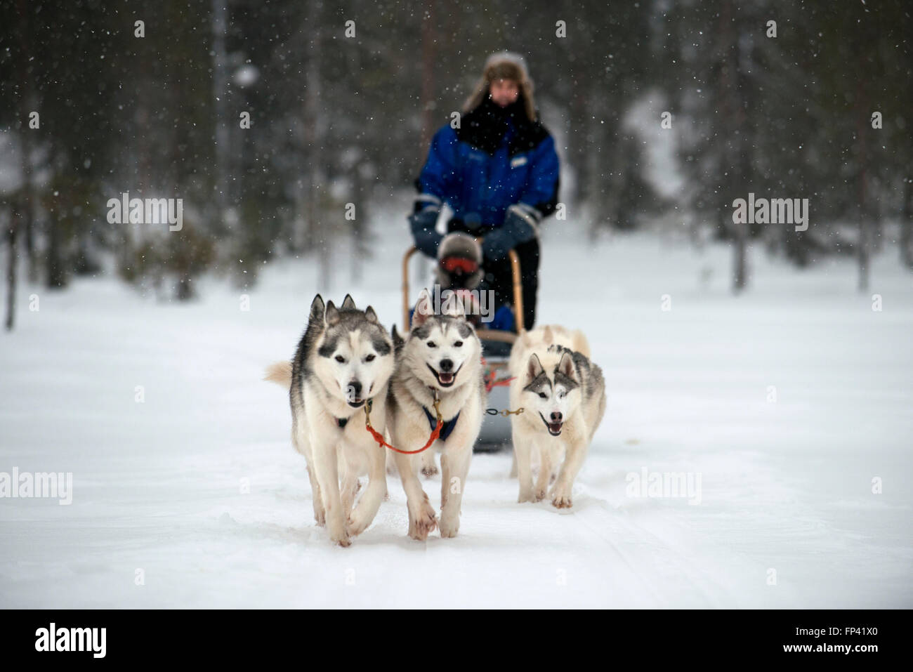 Salla husky safari. La Lapponia, Finlandia. Prima il safari la nostra guida vi darà una lezione di guida e dirvi come gestire il Foto Stock