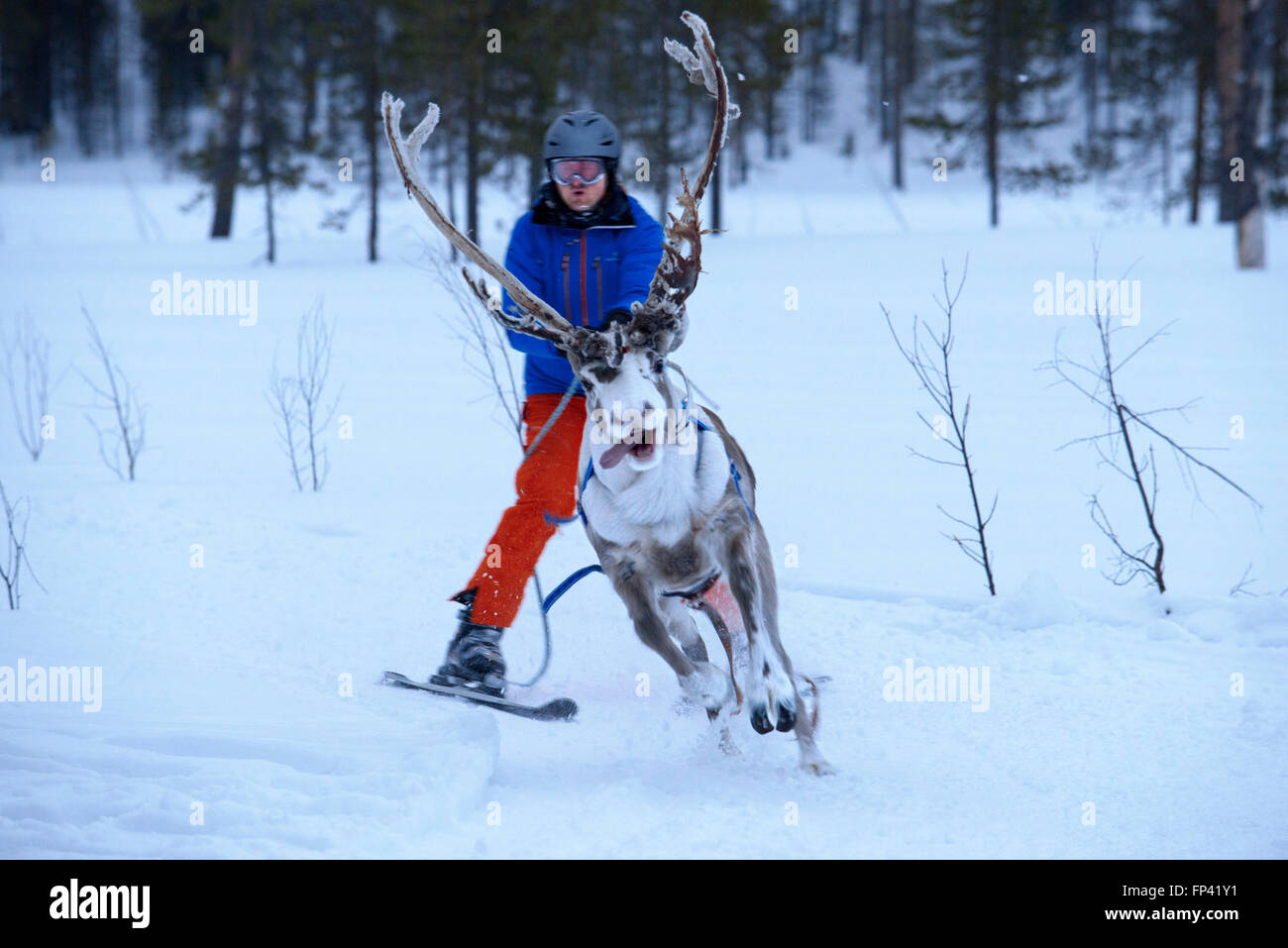 Salla ski resort. Sciare con le renne. Salla, Lapponia, Finlandia. Gara. Inverno significa giochi di renne in alcuni della parte chilier Foto Stock