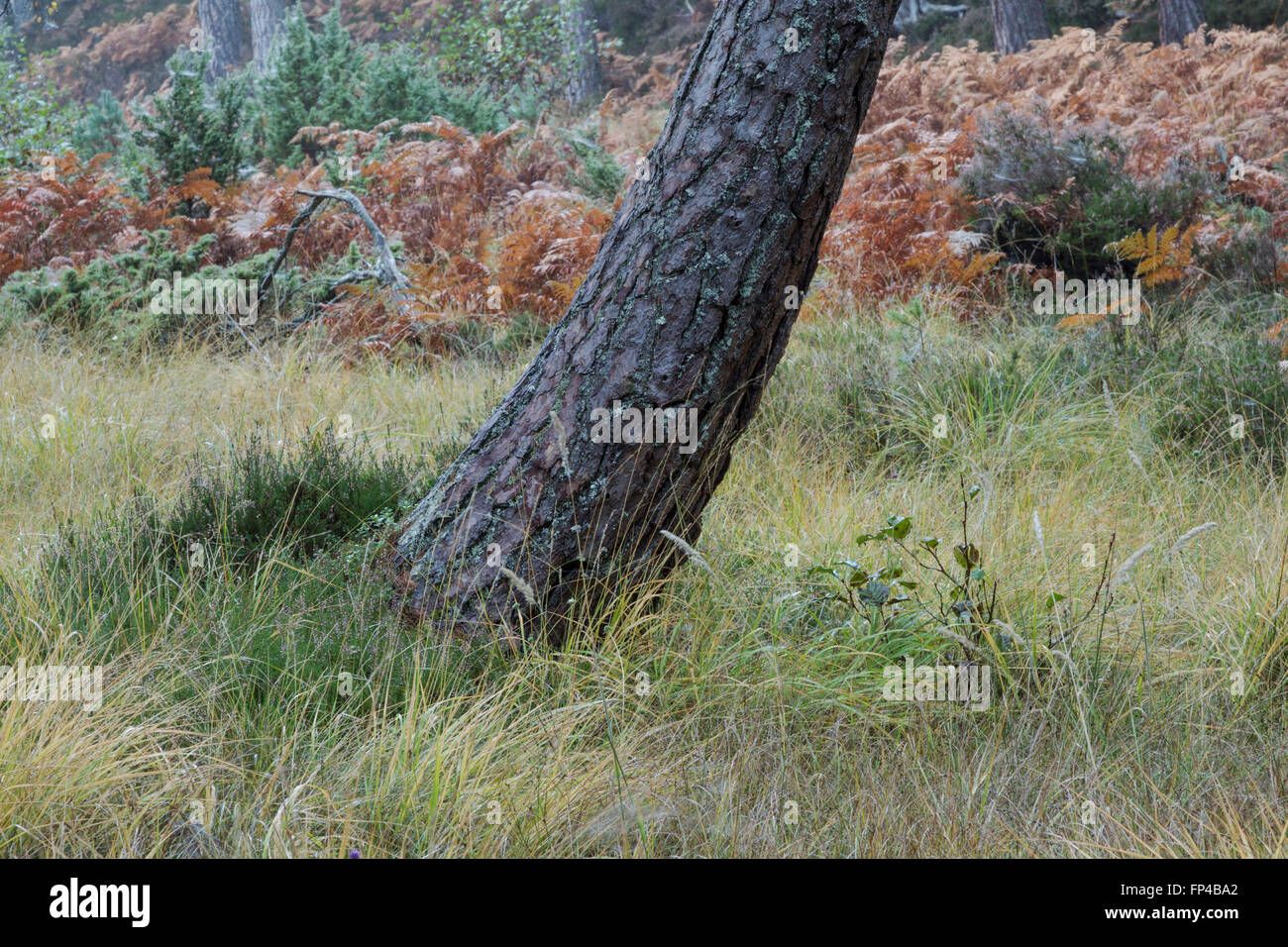 La corteccia e il lichen su pino silvestre, nome latino Pinus sylvestris, crescendo a bordo della foresta Foto Stock