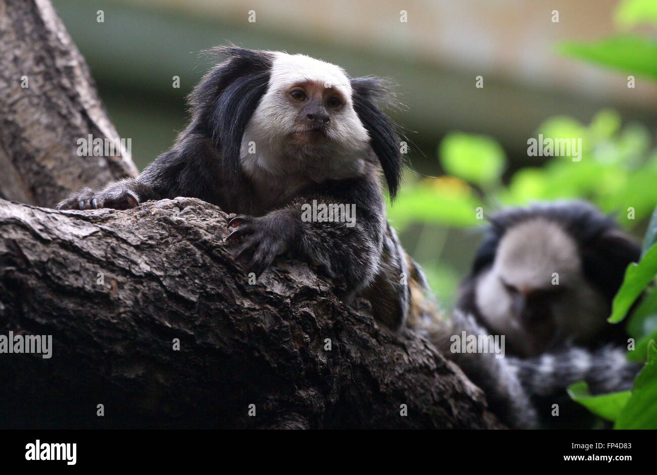 Bianco brasiliano intitolata Marmoset a.k.a. Geoffroy dell orecchio tufted Marmoset (callithrix geoffroyi), un altro marmoset in background Foto Stock