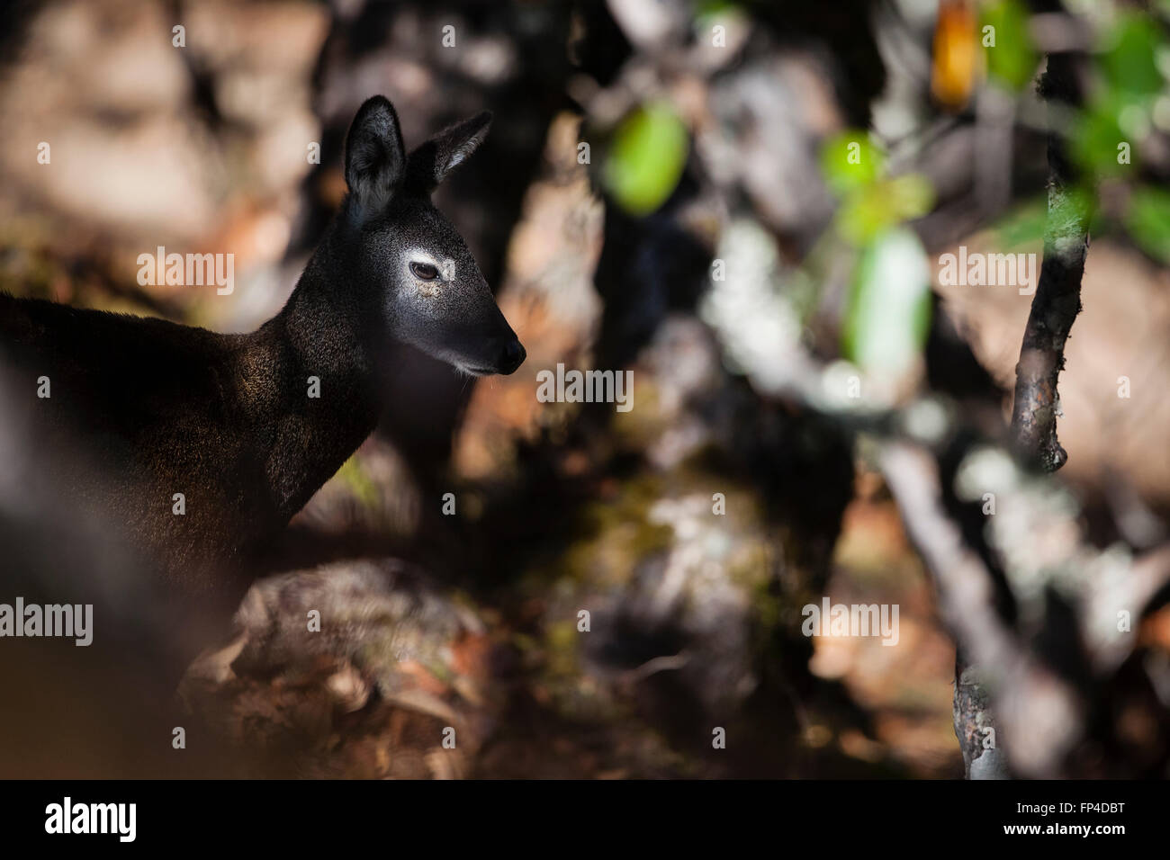 Himalayan Musk Deer (Moschus leucogaster) in habitat. Parco Nazionale di Sagarmatha. Distretto Solukhumbu. Il Nepal. Foto Stock