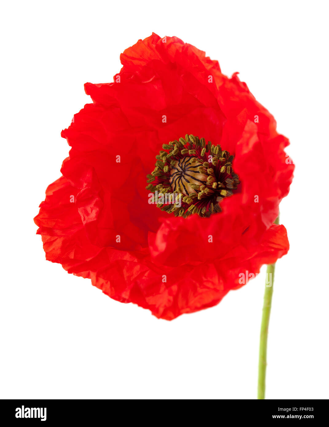 Papavero rosso fiore isolato su sfondo bianco Foto Stock