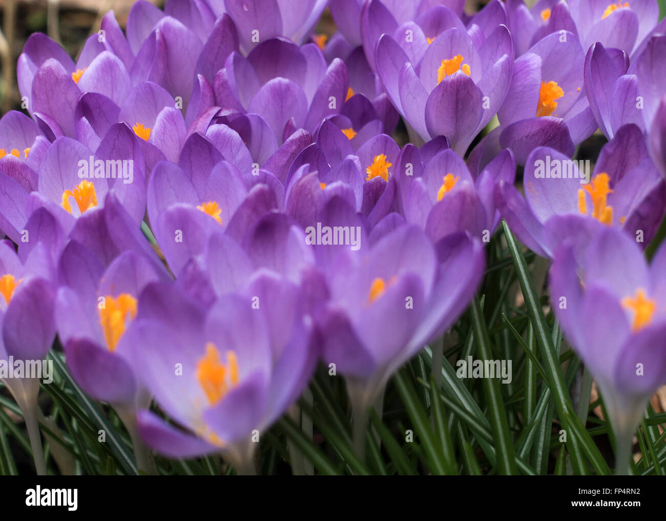 Viola e blu fiori Crocus in fiore in un giardino Helensburgh Dumbartonshire Scotland Regno Unito Regno Unito Foto Stock