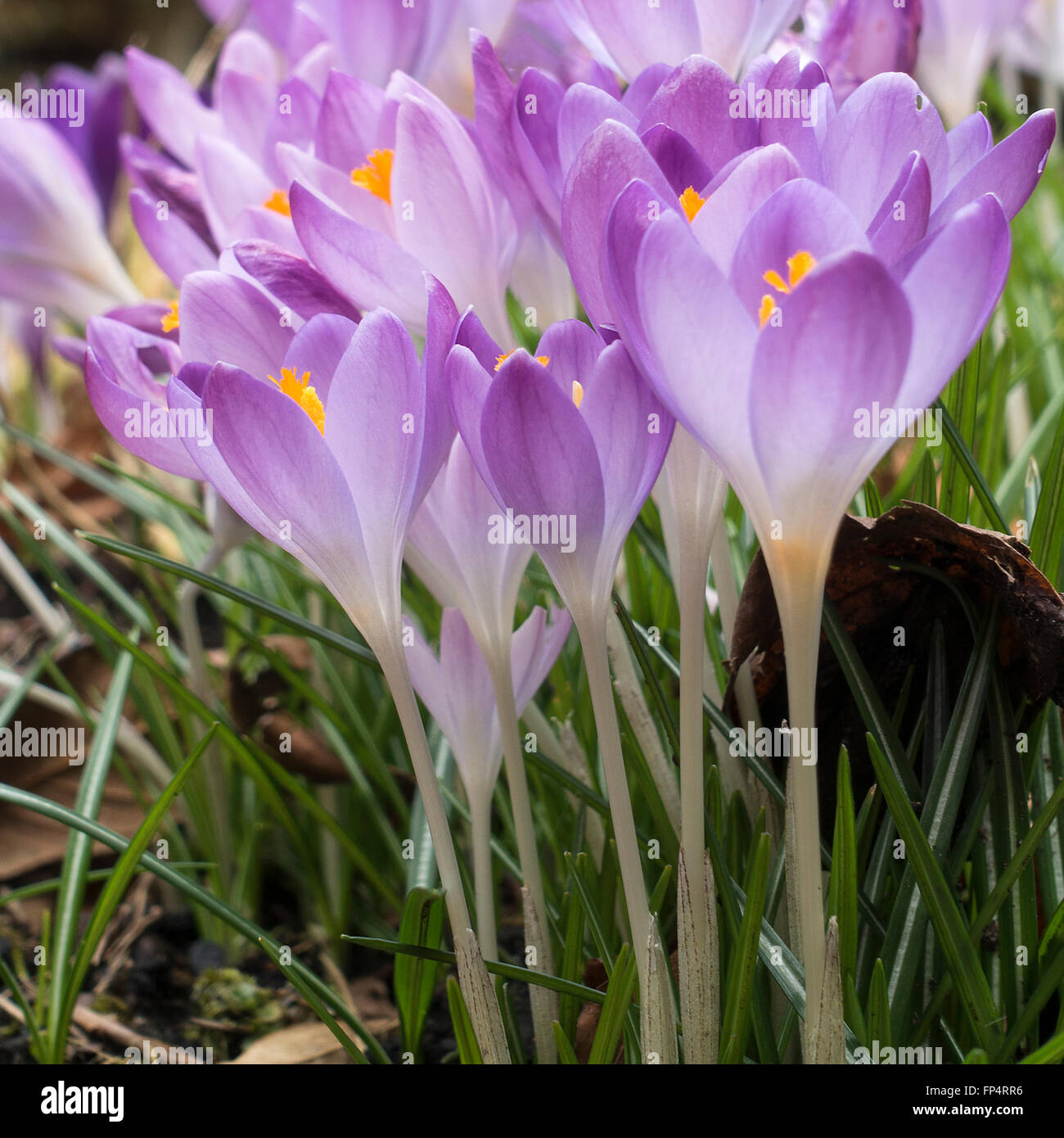 Viola e blu fiori Crocus in fiore in un giardino Helensburgh Dumbartonshire Scotland Regno Unito Regno Unito Foto Stock