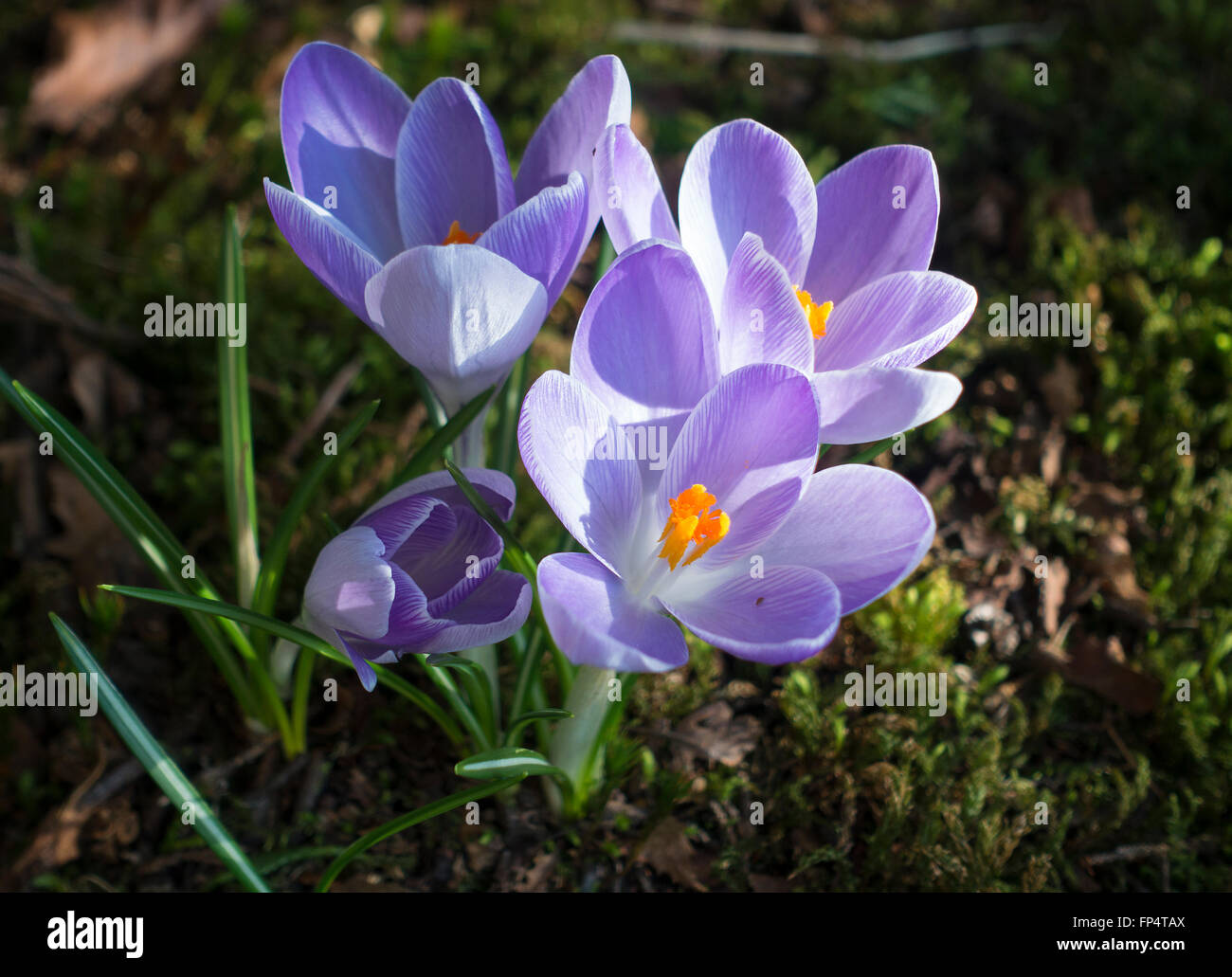 Viola e blu fiori Crocus in fiore in un giardino Helensburgh Dumbartonshire Scotland Regno Unito Regno Unito Foto Stock