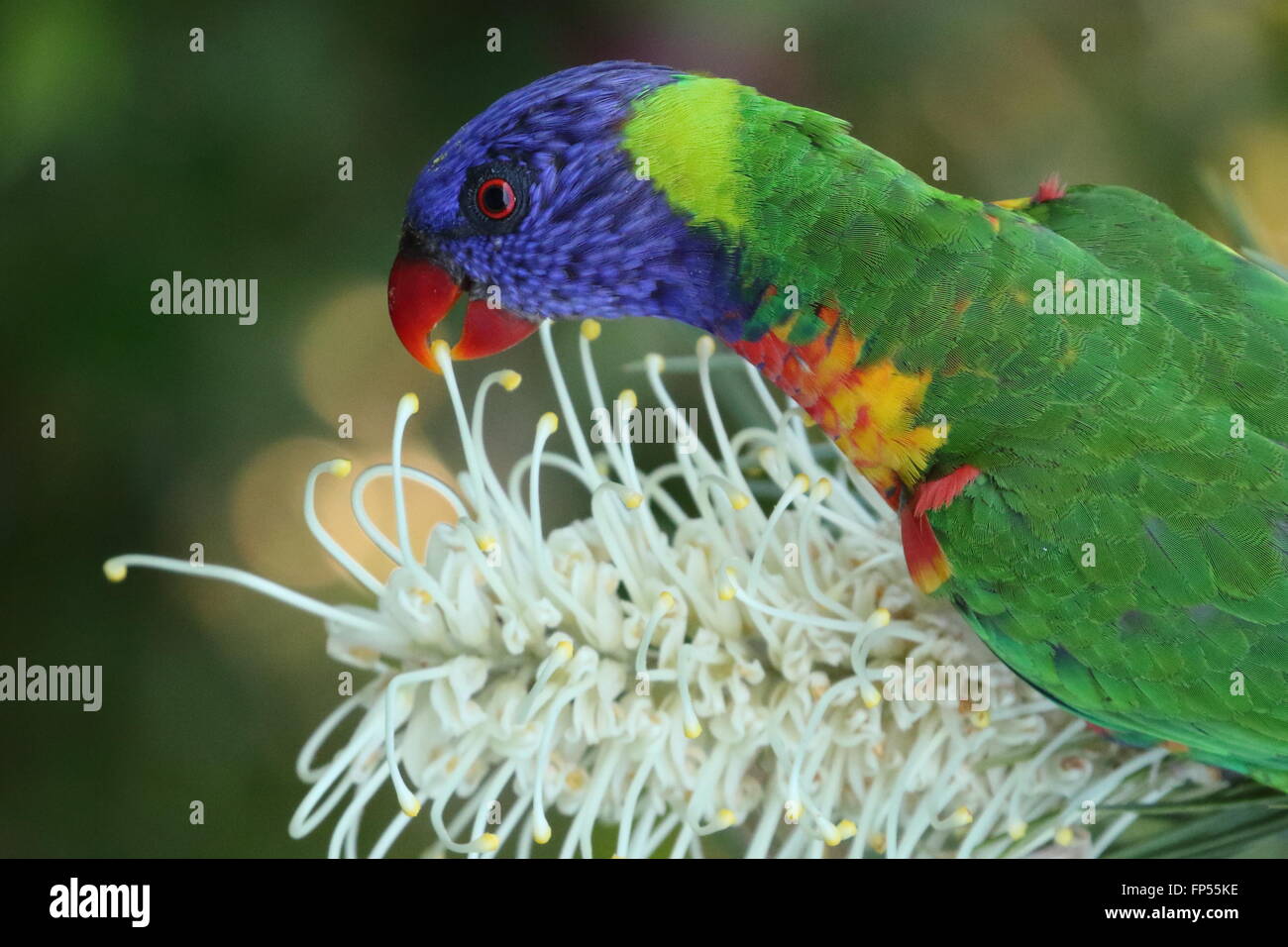 Rainbow lorikeet alimentazione su un impianto di banksia Foto Stock