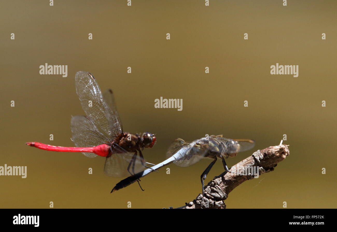 Fiery Orthetrum Skimmer migratum toccando un blu Orthetrum skimmer calonicum per cercare di farla spostare Foto Stock