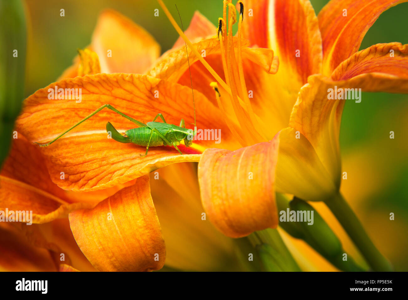 Katydid ninfa su un succo di arancia giglio fiore nel giardino estivo. Foto Stock