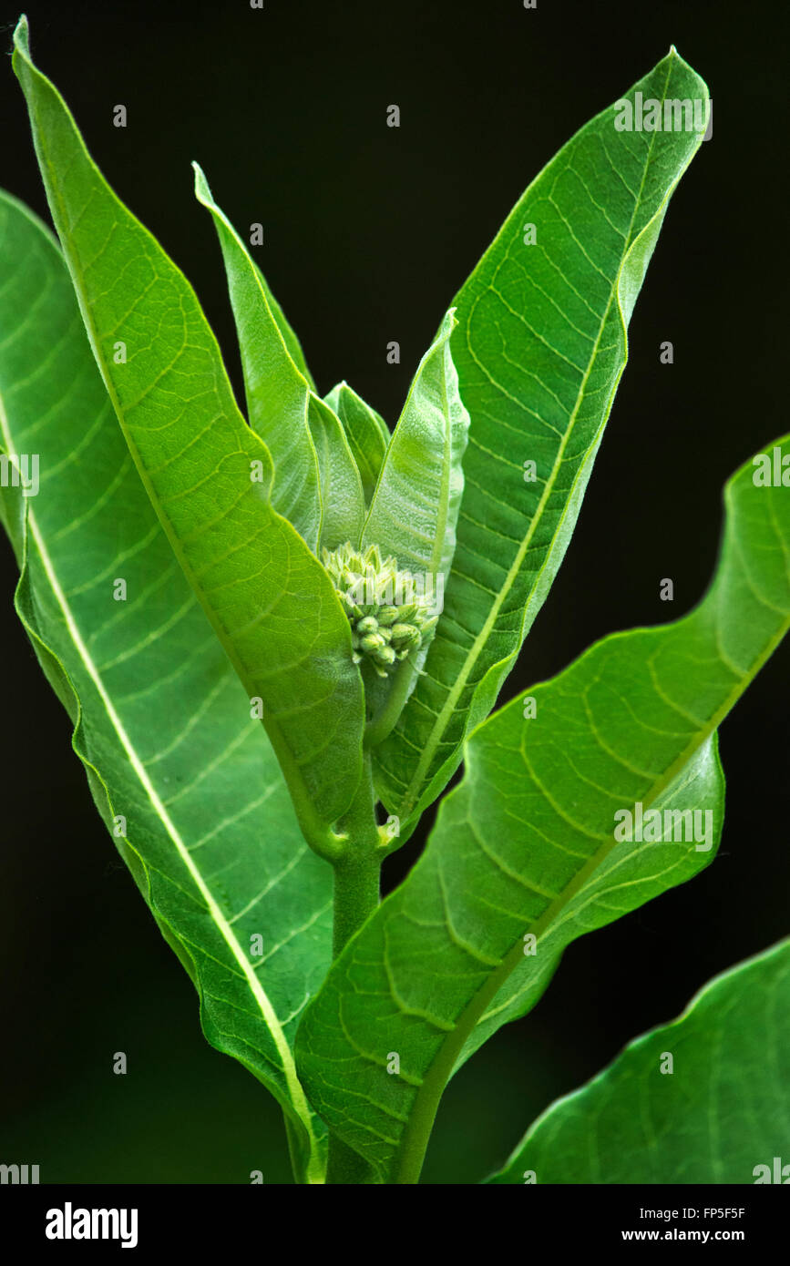 Milkweed verde pianta con un grappolo di fiori freschi di gemme. Foto Stock