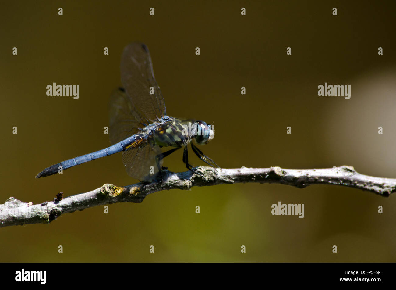 Primo piano vista laterale di un blu a forma di libellula dasher appoggiato su un bastone. Foto Stock