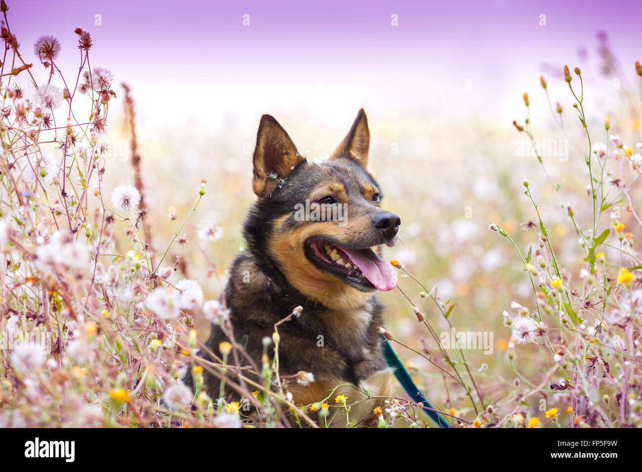 Cane ubicazione in erba alta Foto Stock