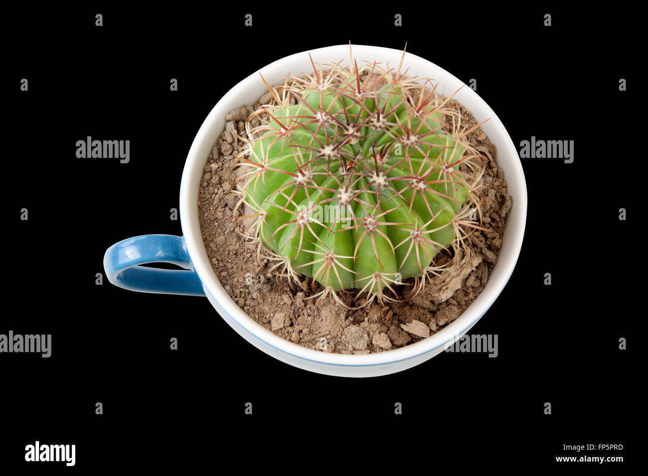 Cactus in tazza da caffè. è idea bevanda cattivo gusto opzioni simili come cactus. isolato su sfondo nero con tracciato di ritaglio Foto Stock