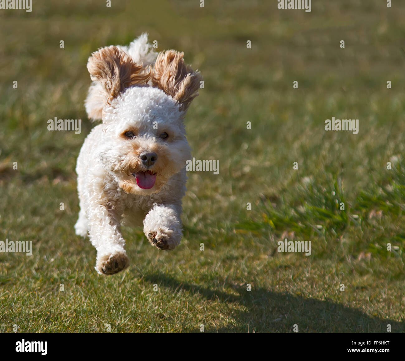 Cavapoo Puppy in esecuzione Foto Stock