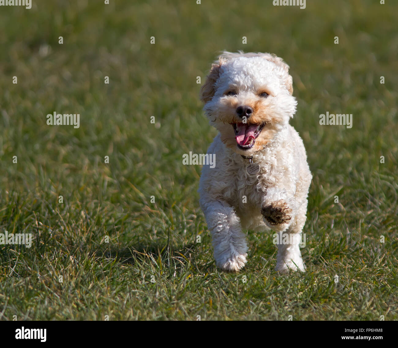Cavapoo Puppy in esecuzione Foto Stock