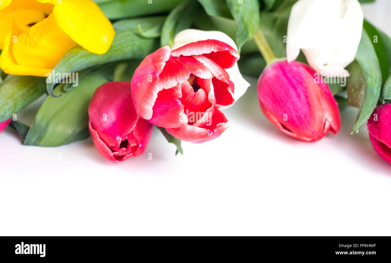 Rosso, bianco e giallo bouquet di tulipani su bianco Foto Stock