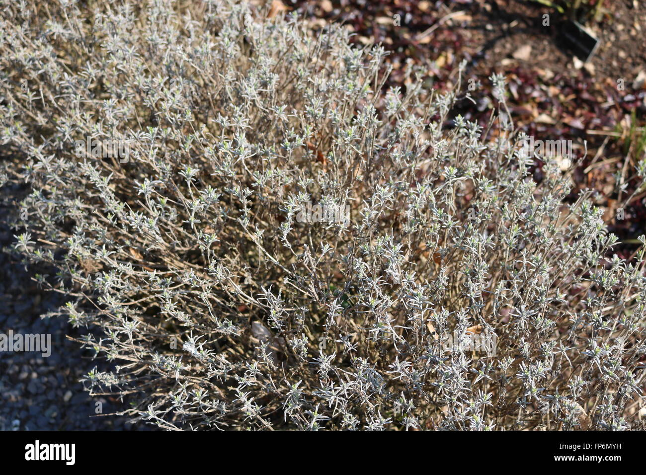 Un cespuglio di lavanda Foto Stock