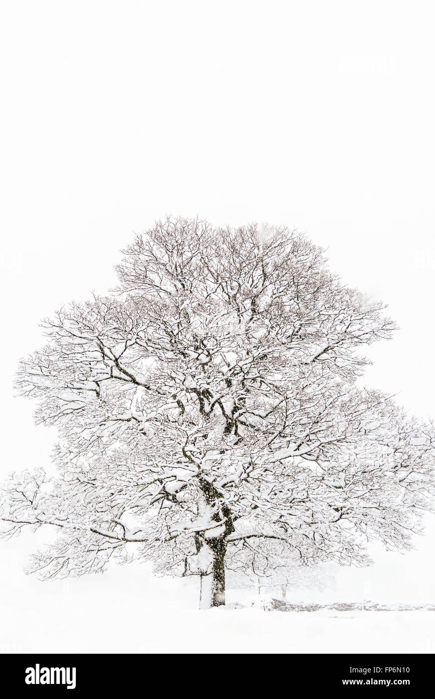 Un bellissimo albero in inverno con la neve Foto Stock