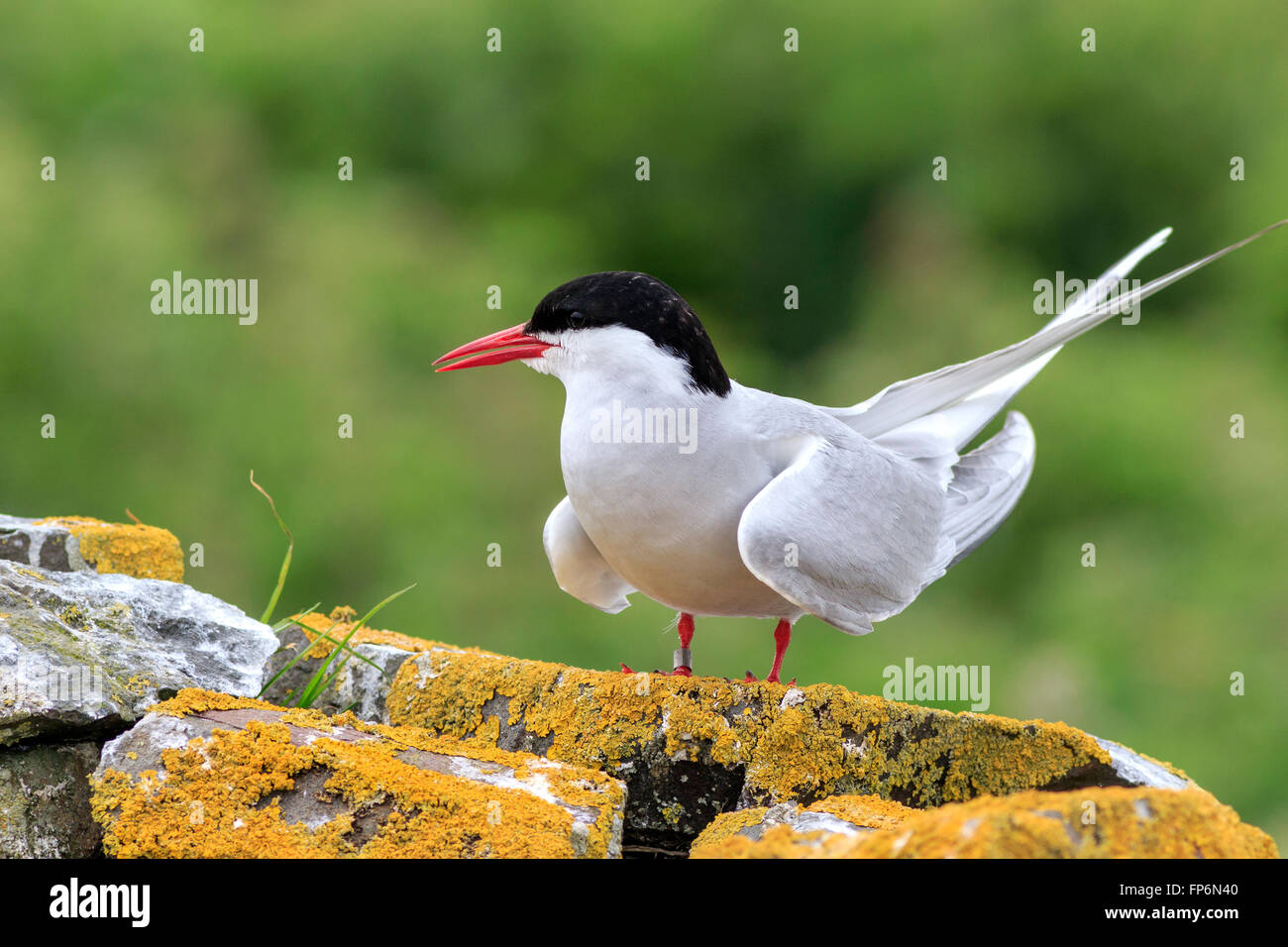 Arctic tern, farne Isole Riserva Naturale, Inghilterra Foto Stock