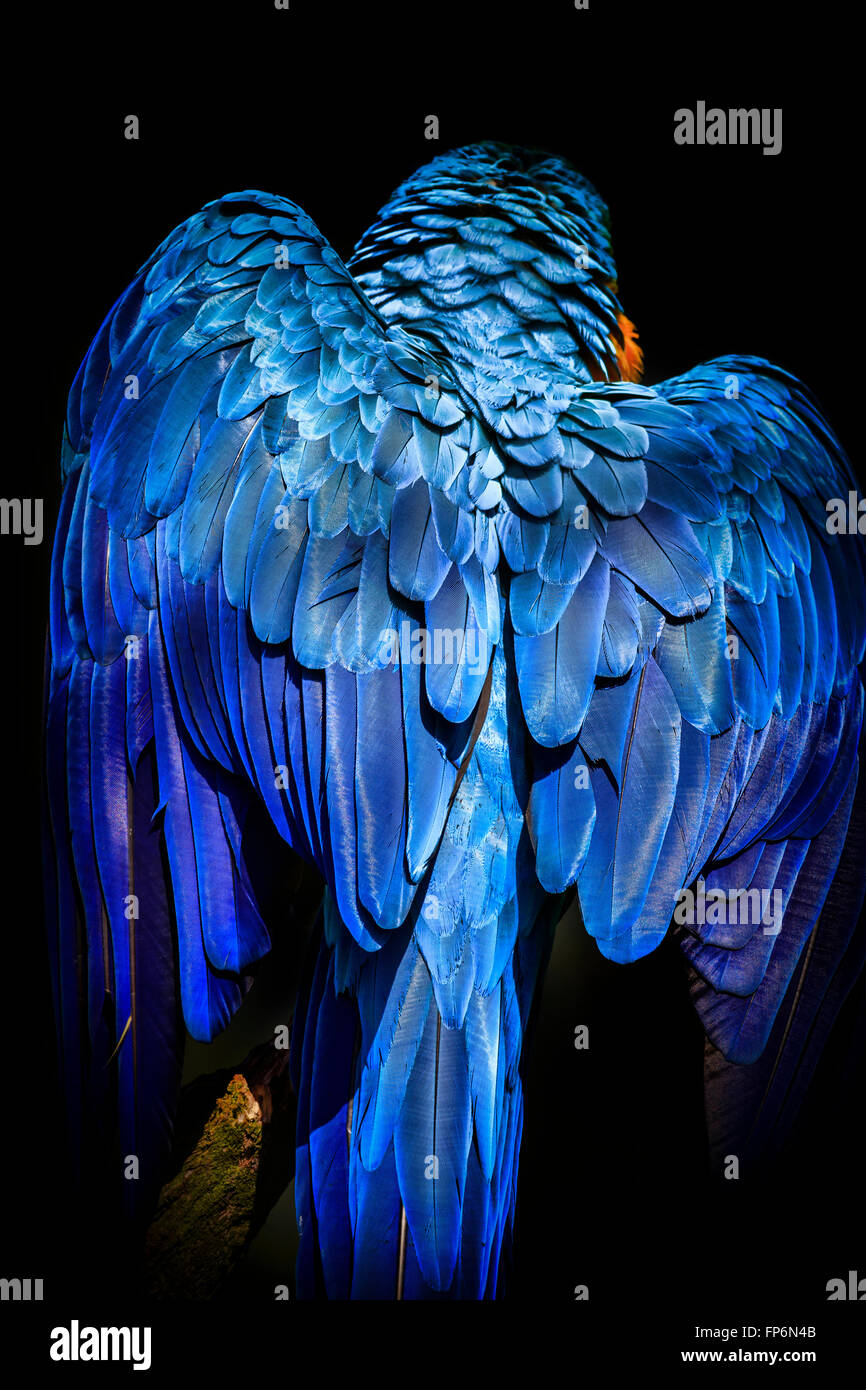 Blu e Giallo macaw appollaiato su un ramo Foto Stock