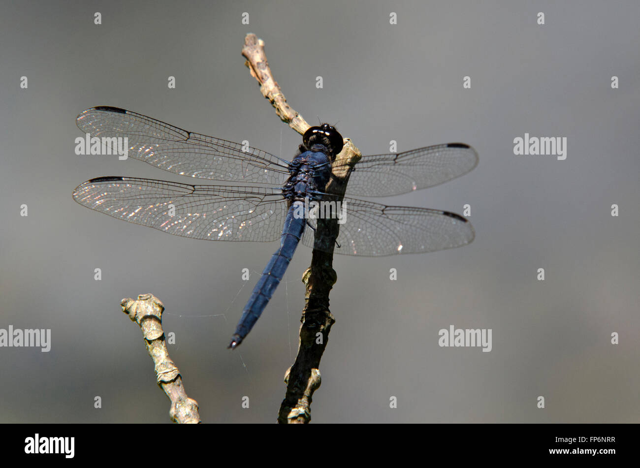 Dragonfly seduto su un ramoscello su stagno. Foto Stock