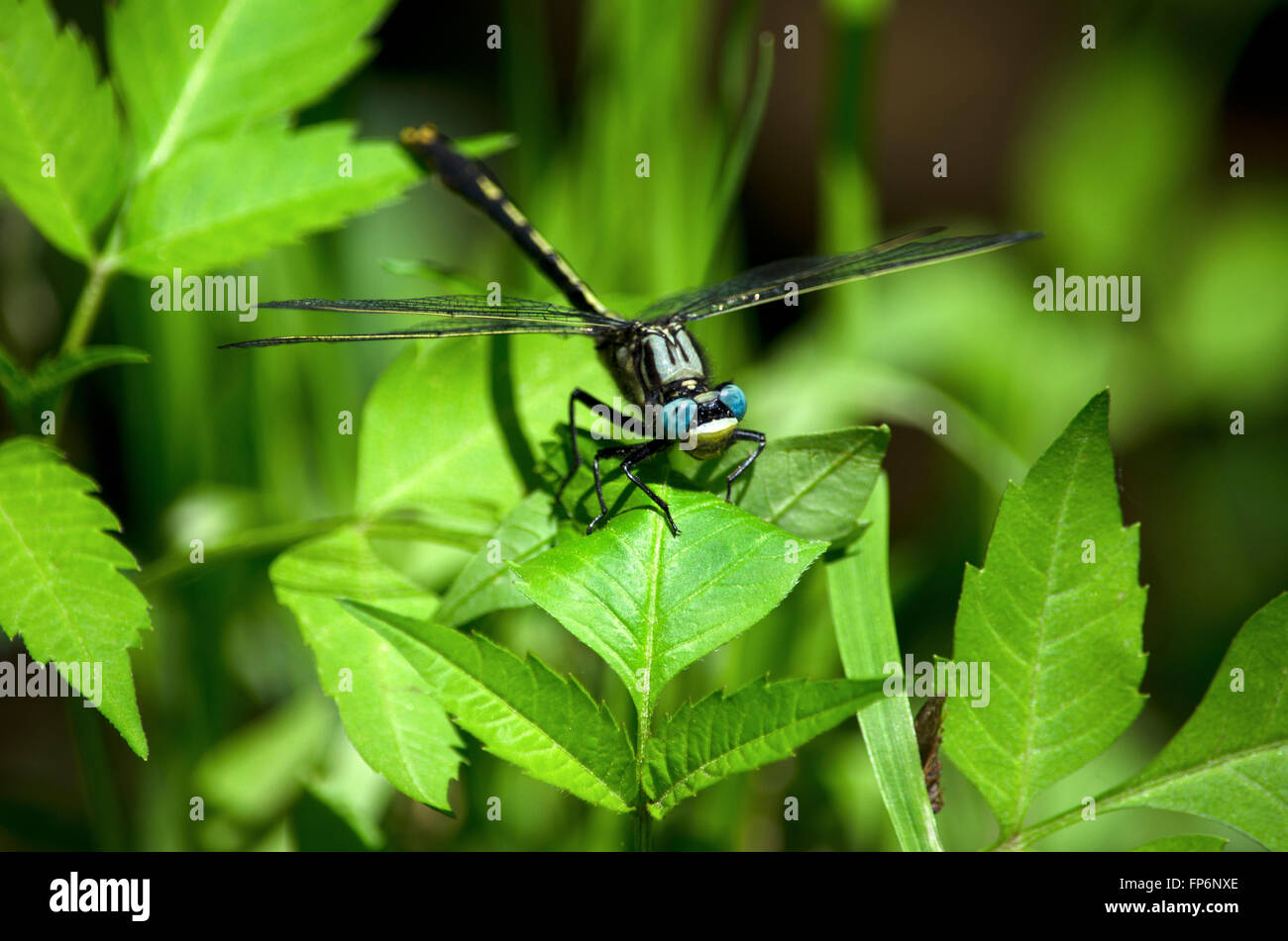 Dragonfly sulla lamina stretta fino Foto Stock