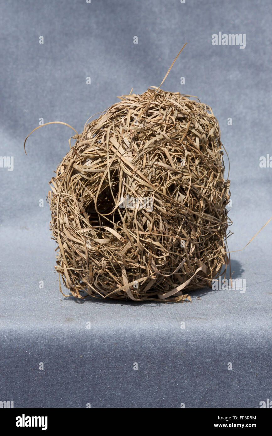 Tessitore di nido di uccello sul velluto grigio sfondo Foto Stock