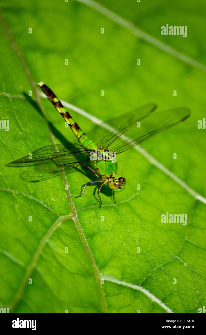 Pondhawk orientale libellula con ali trasparenti seduto su una foglia nel giardino estivo. Foto Stock
