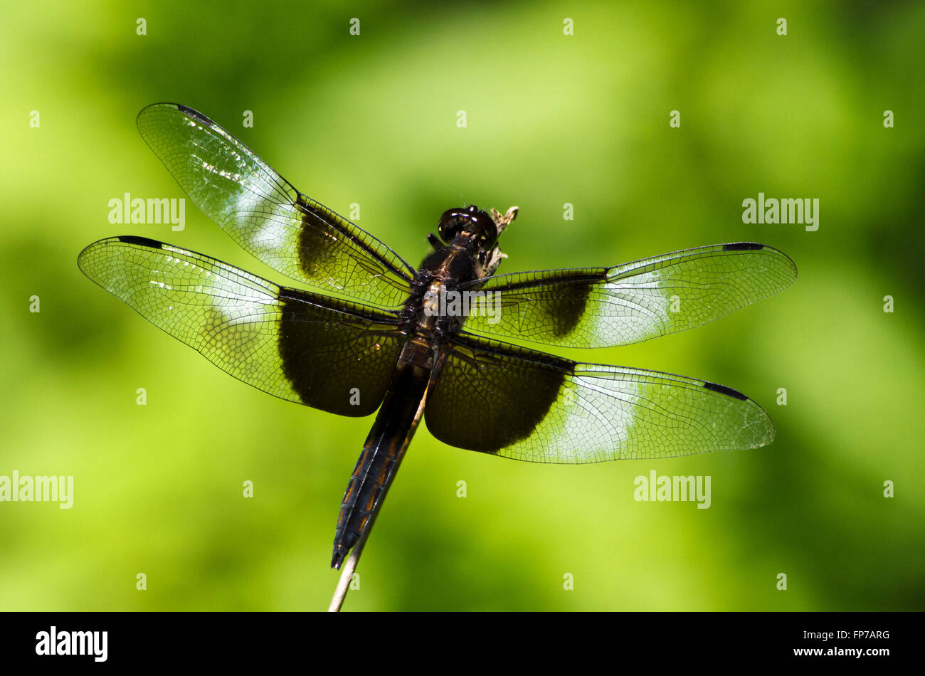 Vedova skimmer dragonfly close up Foto Stock