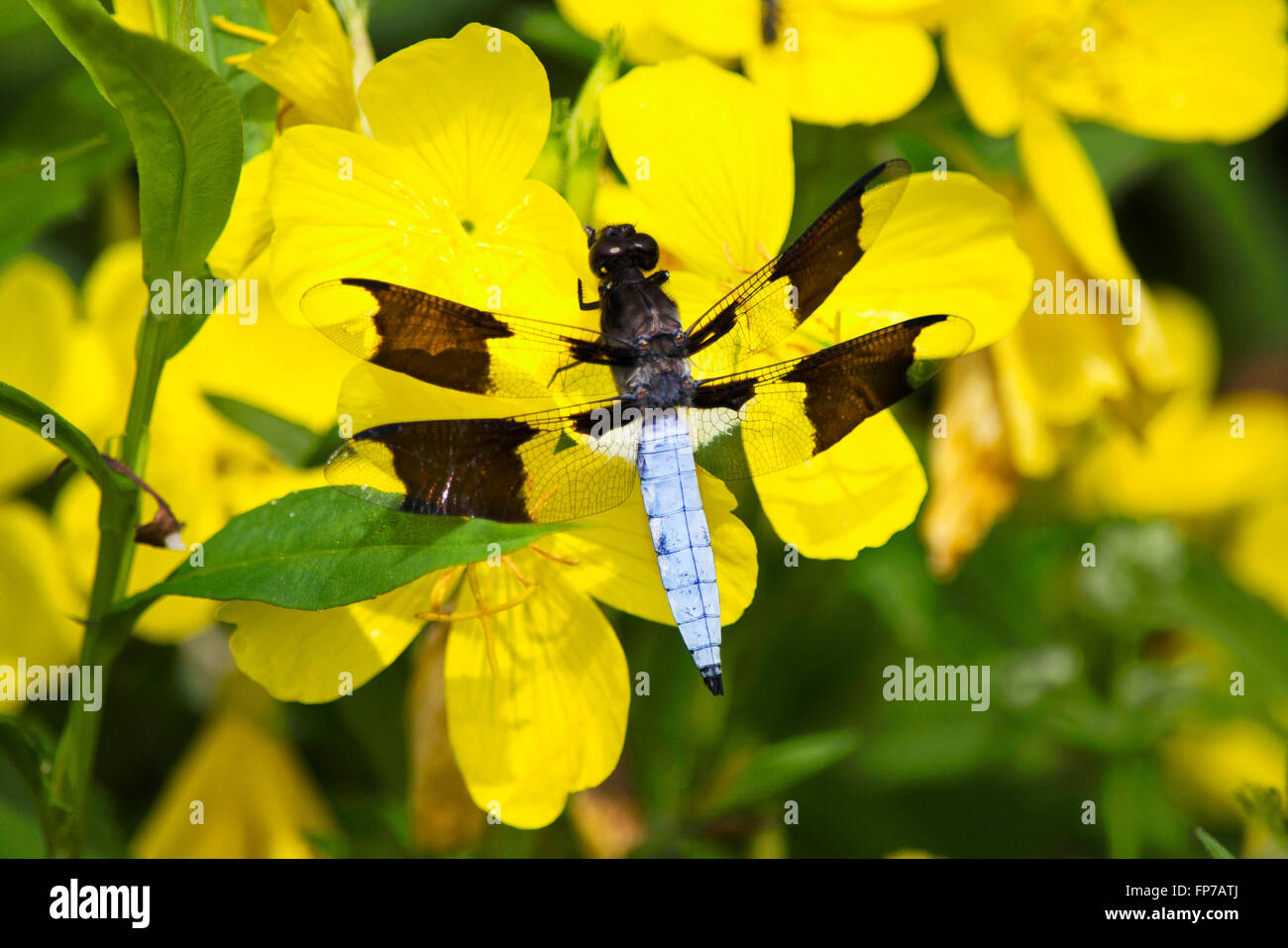 Comune di libellula culbianco sulla colorata giallo primrose fiori nel giardino estivo habitat. Foto Stock