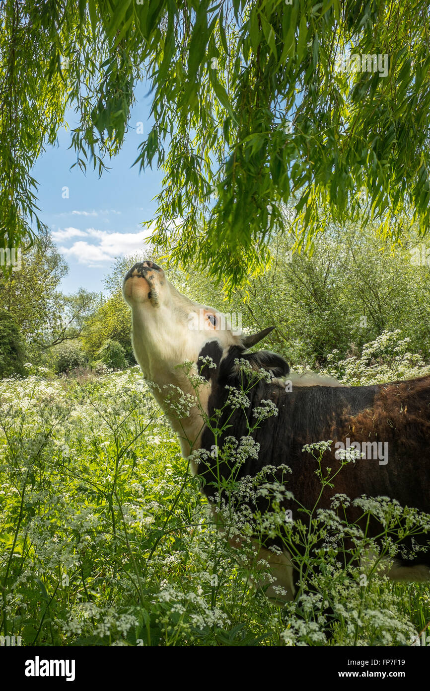 Fotografia iconica della mucca pazza e il prezzemolo sotto willow tree nel lussureggiante verde prato in primavera. Foto Stock
