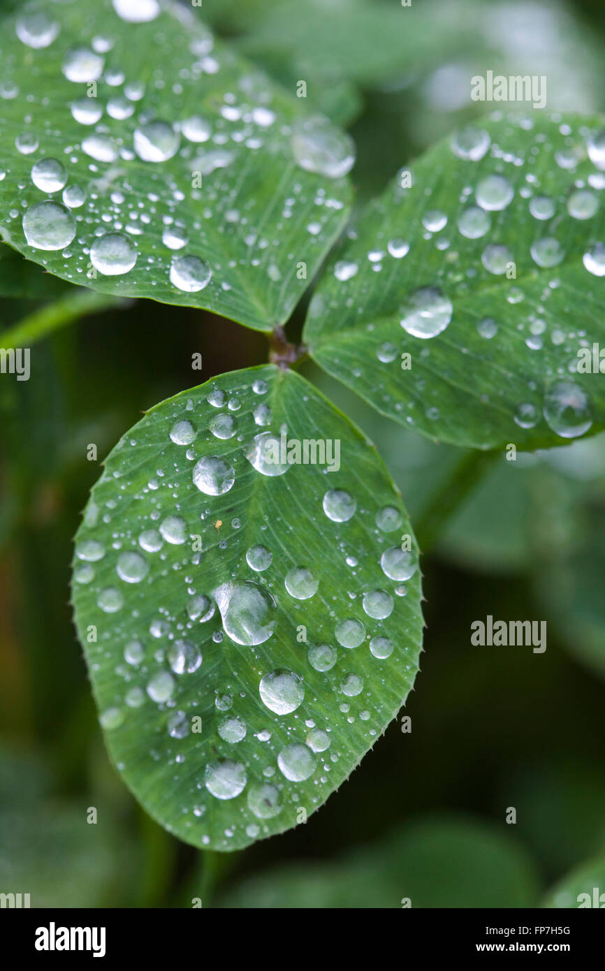 Grandi braod leaf clover lascia coperto di piccole gocce di gioiello come pioggia. Foto Stock