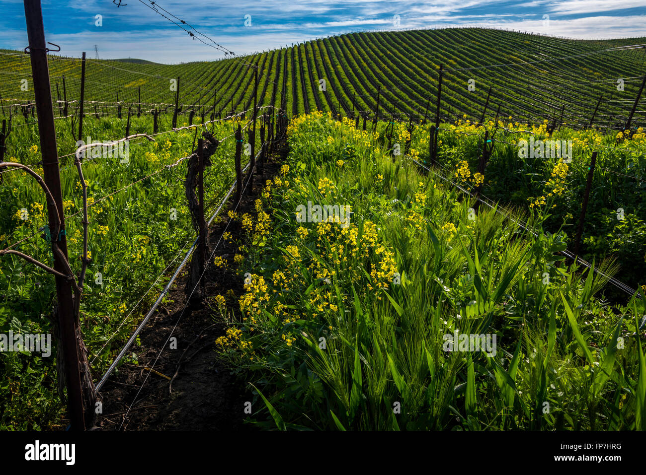 Fioritura di senape in Carneros regione vinicola, California Foto Stock