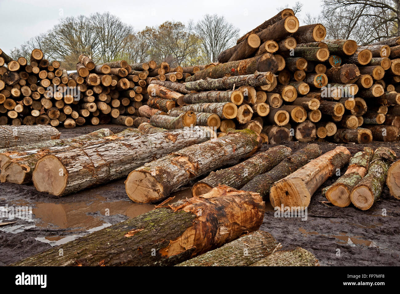 Pile di tronchi in attesa di viaggio a segheria Foto Stock