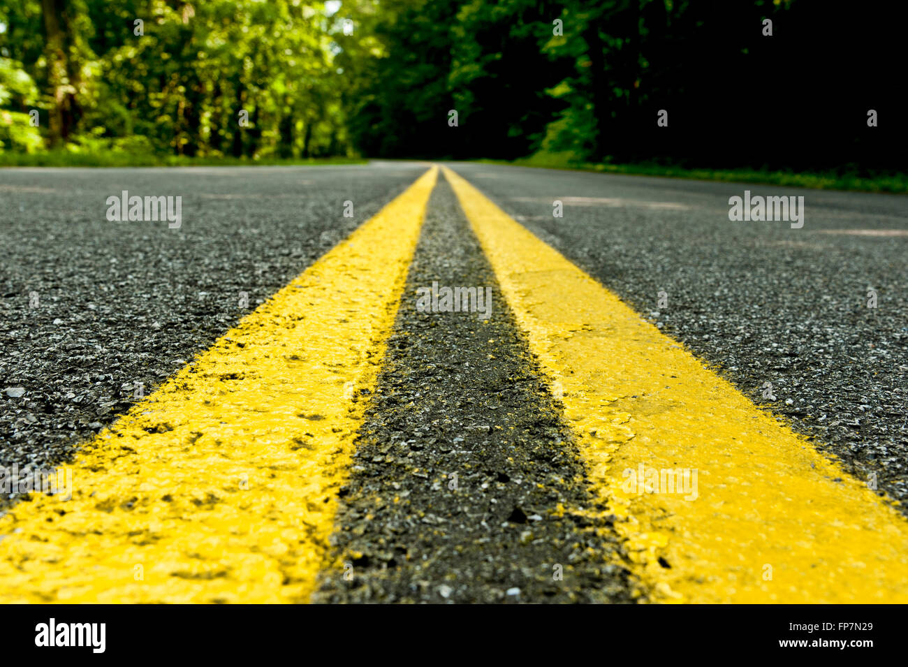 Tartaruga la vista della strada forestale Foto Stock