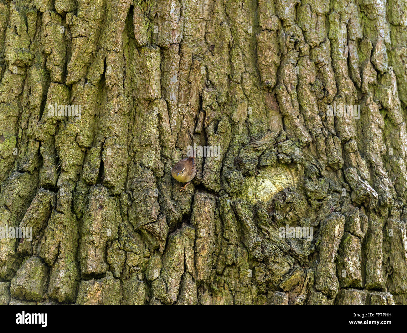 "British Wren (Troglodytidae) rappresentata chiacchiere, quasi invisibile, si mescola al tronco di albero' Foto Stock
