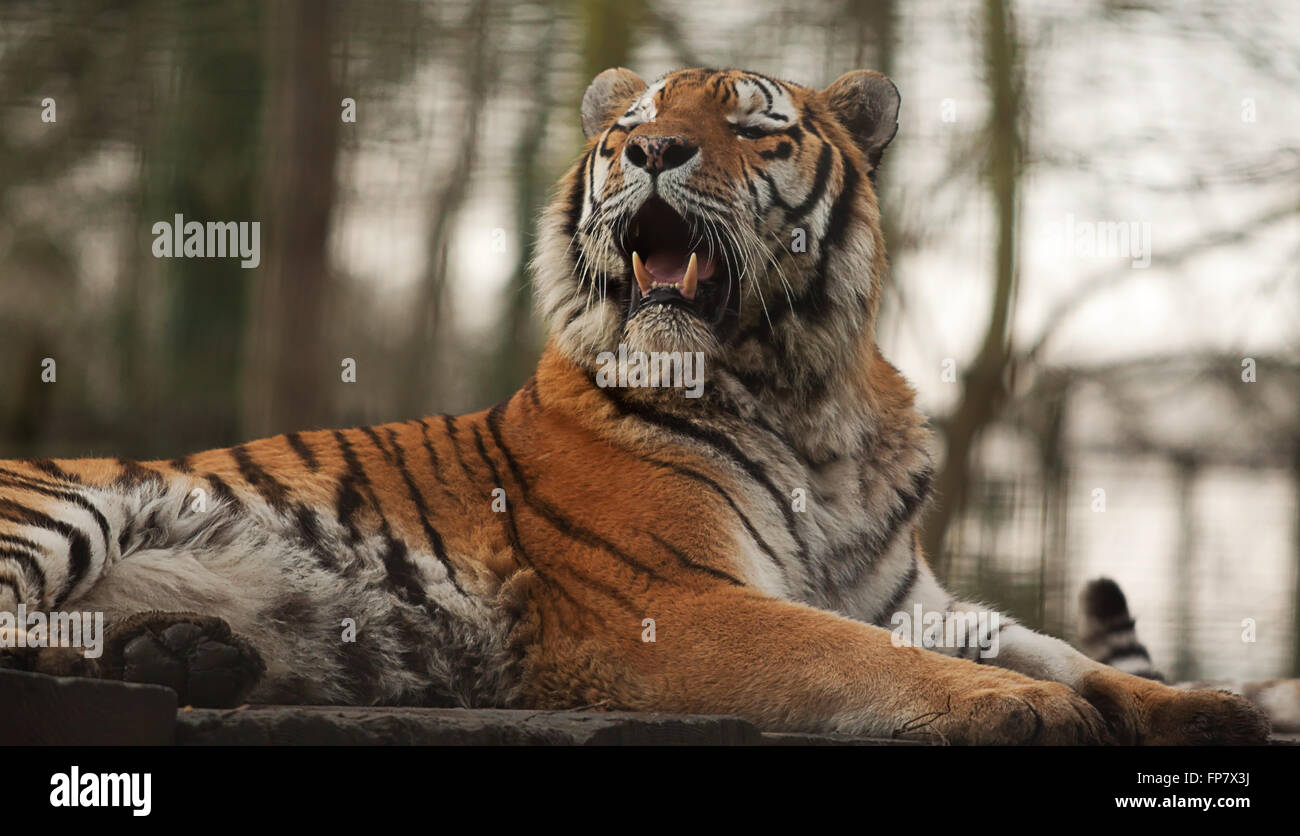 Foto di un riposante Indian Tiger Foto Stock