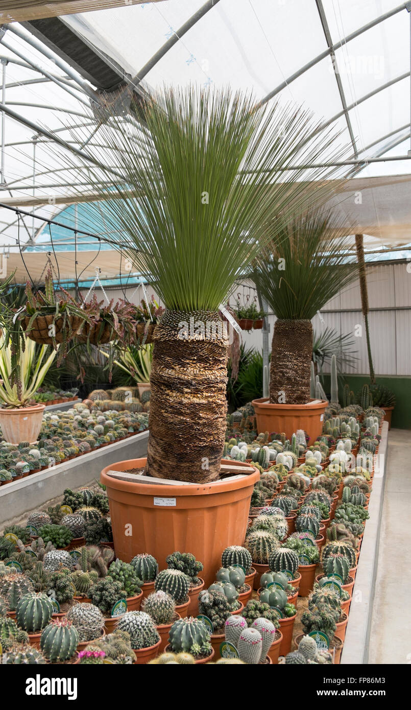 Dasylirion longissimum, l'erba messicana albero, è una specie di fioritura  delle piante native per il deserto del Chihuahuan Foto stock - Alamy