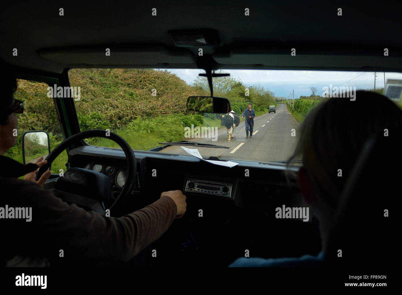 Un agricoltore che conduce una mucca lungo la strada pubblica. Santa Maria island. Azzorre. Portogallo Foto Stock