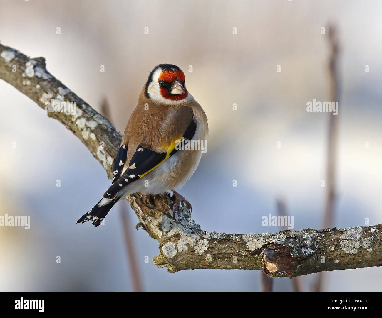 Goldfinch, European Goldfinch, Carduelis carduelis, seduta sul ramo, contatto visivo Foto Stock