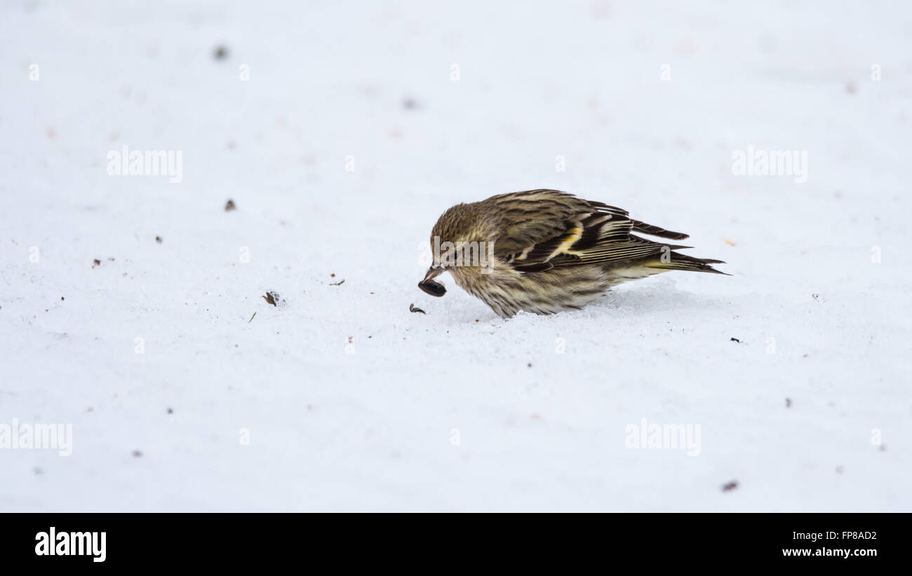 Un pino lucherino finch (Carduelis pinus) cerca in mais neve per semi e cose da mangiare in un inizio di mattina di primavera. Foto Stock