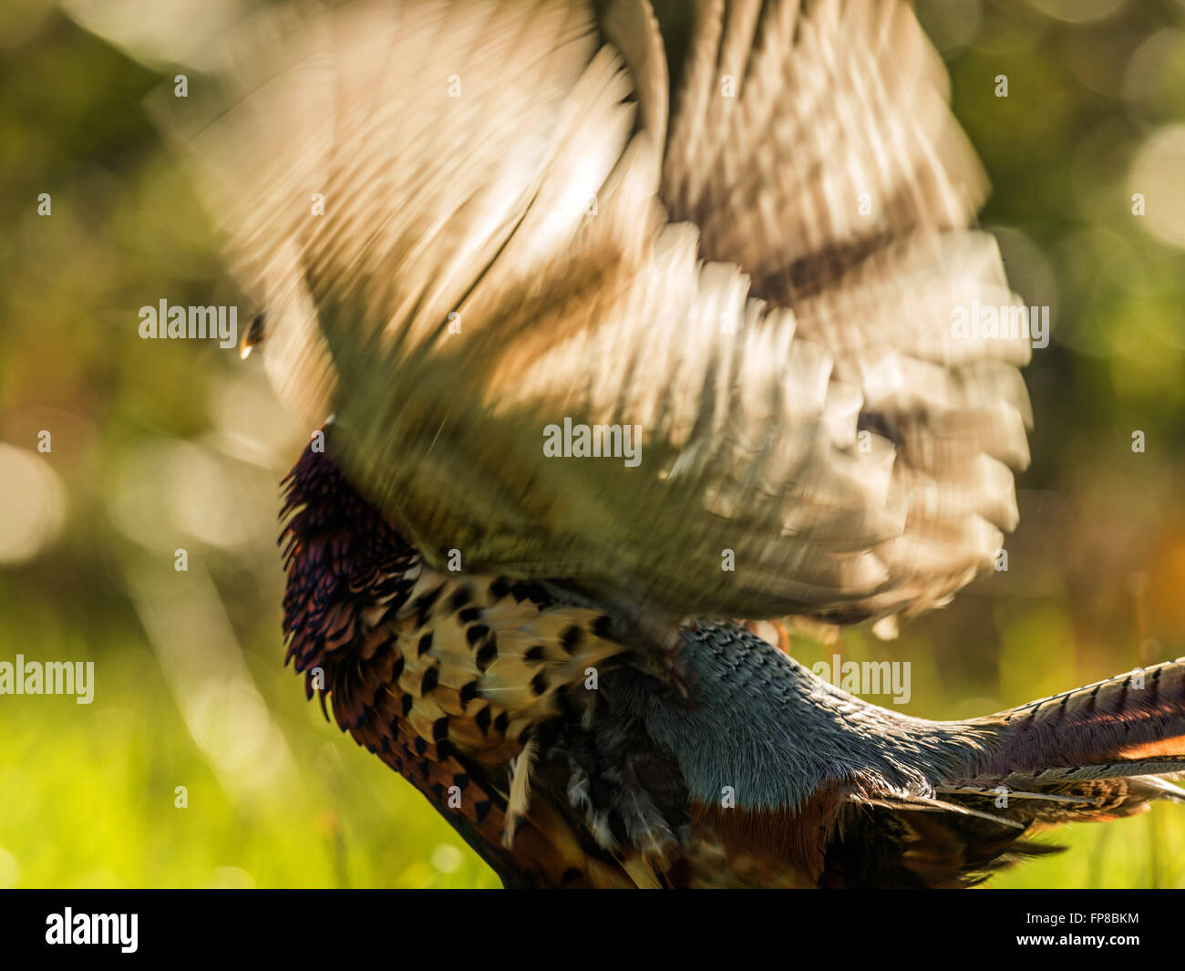 Bellissimo anello maschio colli (Fagiano Phasianus colchicus) incoronazione nel bosco naturale foresta impostazione. Foto Stock